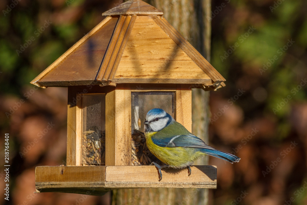 Fototapeta premium Blaumeise - cyanistes caeruleus am Futterhaus