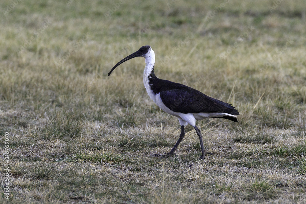 A juvenile Straw-necked Ibis searching for food on 20180819 at the Yarralumla Equestrian Park