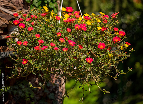 Portulaca pilosa or Portula...