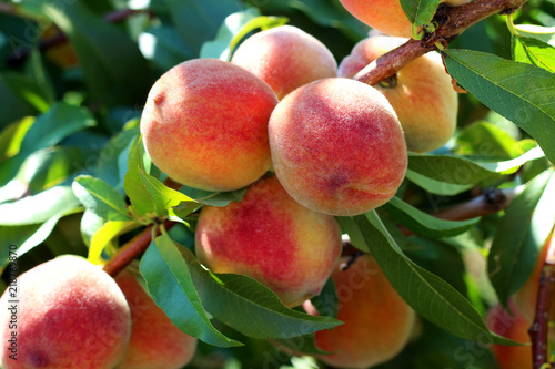 Natural fruit. Peaches on peach tree branches