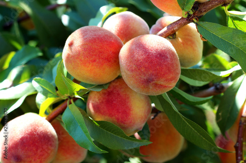 Canvas Print Natural fruit. Peaches on peach tree branches