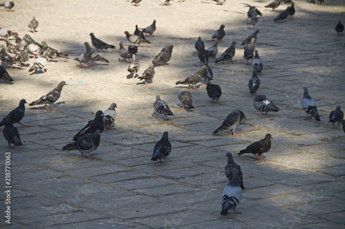 wild pigeons feeding in istanbul