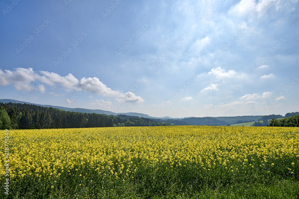 Fotografie HDR summer landscape with rape field and mountains