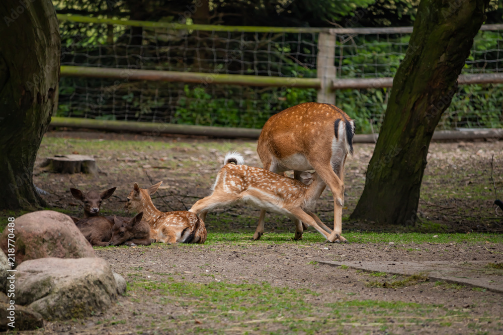 Deer feeds her fawn.