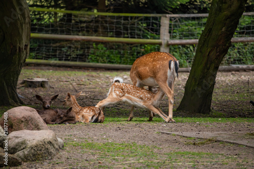 Deer feeds her fawn.