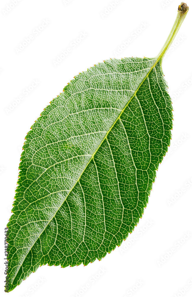 Cherry green leaf isolated on white background with clipping path Cherry green leaf isolated on white background with clipping path