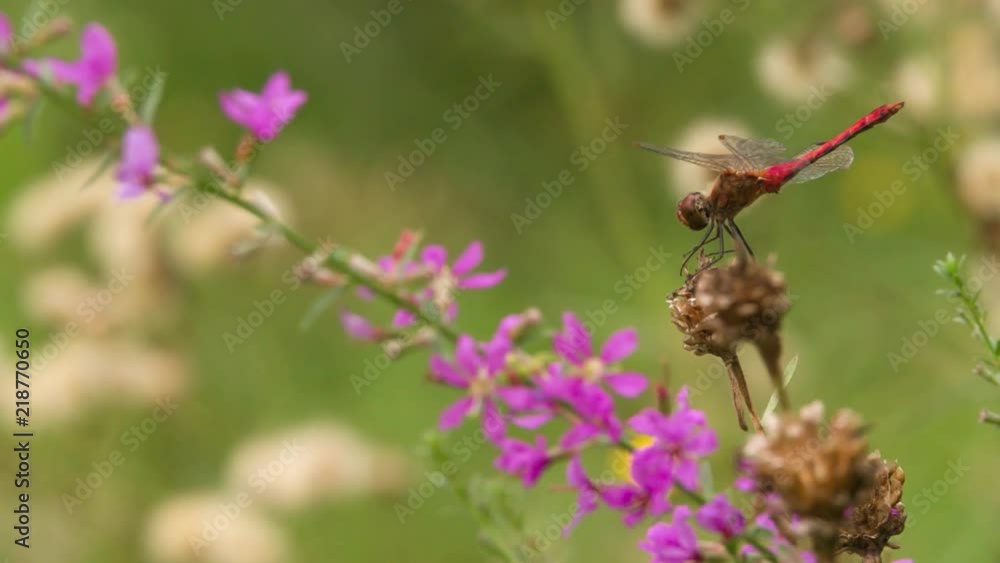 Dragonfly sitting on plant Close up Macro shot Slow Motion insect video.
Dragonfly sitting on plant Close up Macro shot Slow Motion insect video.