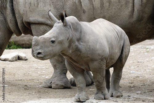 Breitmaulnashorn (Ceratotherium simum)  Jungtier © Aggi Schmid