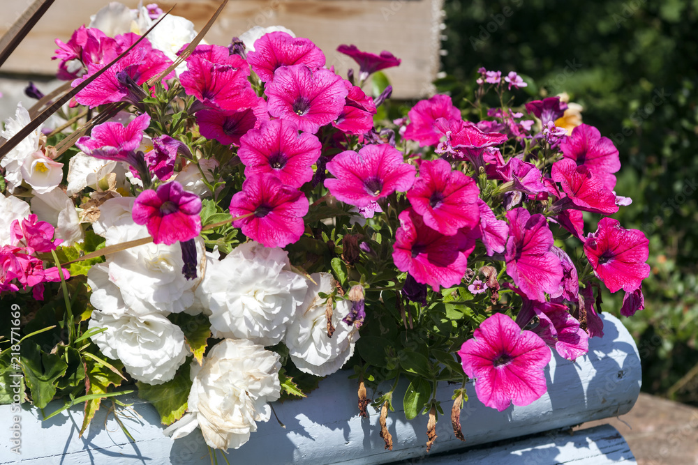 Petunia a spring summer flowering plant often grown in a flower box container Petunia a spring summer flowering plant often grown in a flower box container