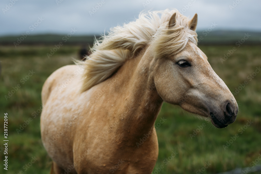 White brown Icelandic horse roaming in Green meadow in Iceland