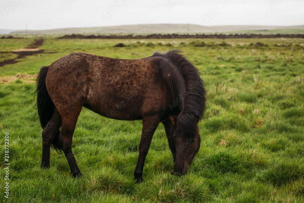 Brown and black Icelandic horse on a meadow in Iceland Brown and black Icelandic horse on a meadow in Iceland
