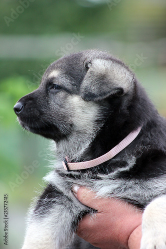 Eastern European Shepherd puppy