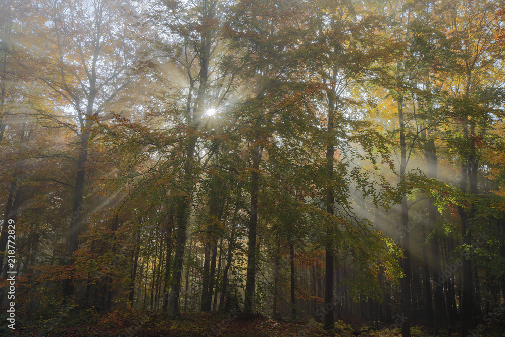 Obraz premium Autumn forest./Autumnal morning mist with sun rays in north Poland