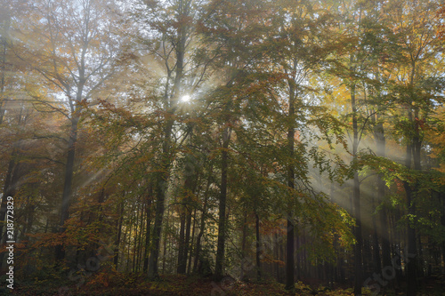 Fototapeta Naklejka Na Ścianę i Meble -  Autumn forest./Autumnal morning mist with sun rays in north Poland