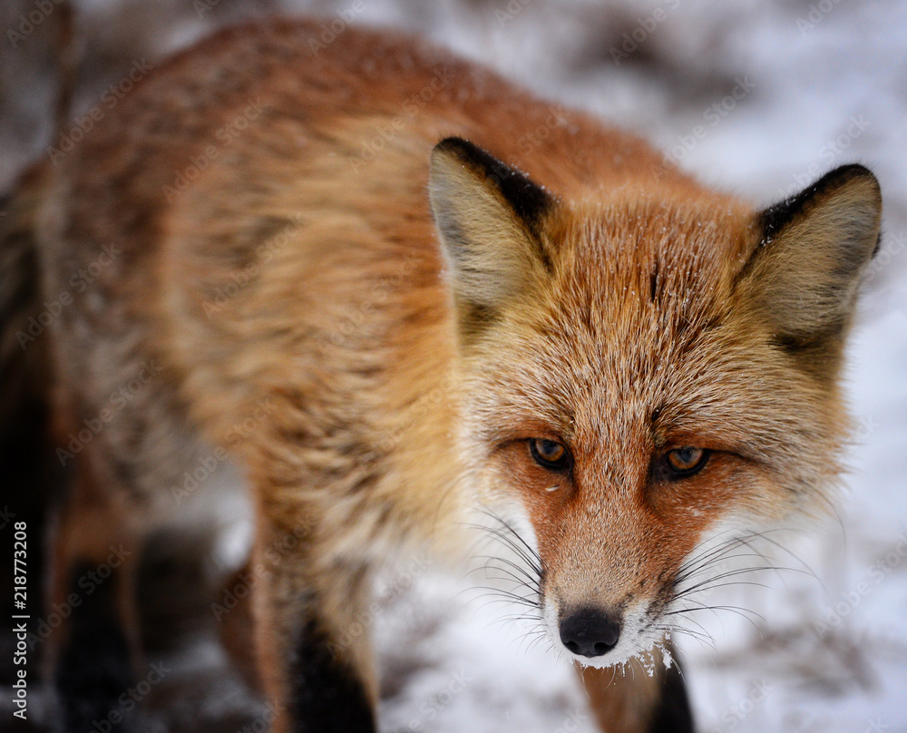 Fox in the winter forest Fox in the winter forest
