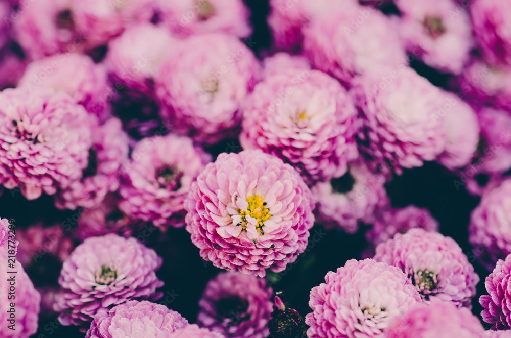 Pink chrysanthemum flowers macro image, floral vintage background
