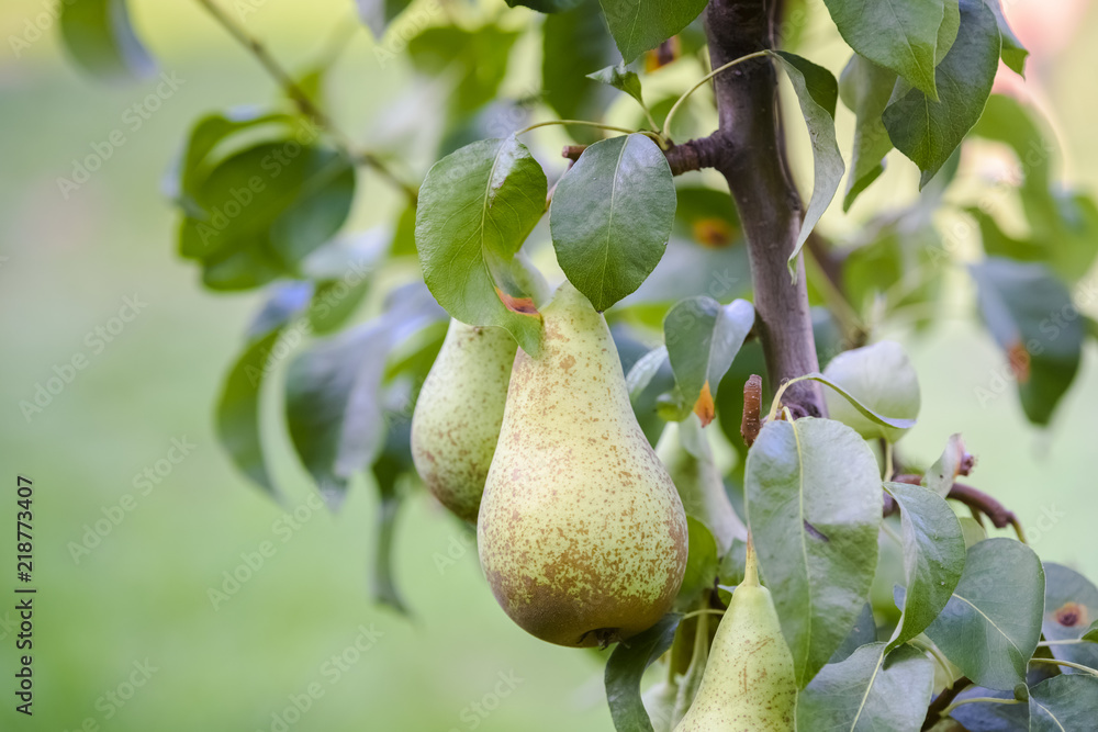 pears on the tree pears on the tree
