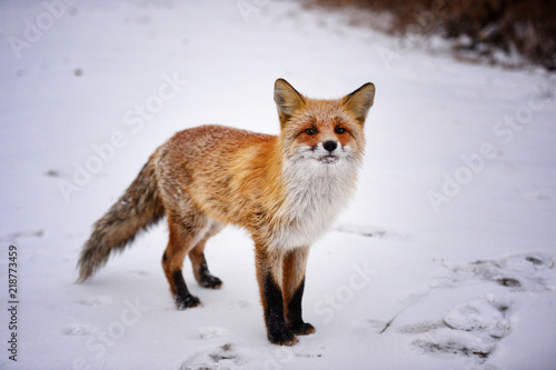  Fox in the winter forest