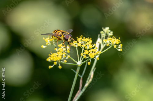 Close-up detail of a honey bee apis collecting pollen from fennel in garden