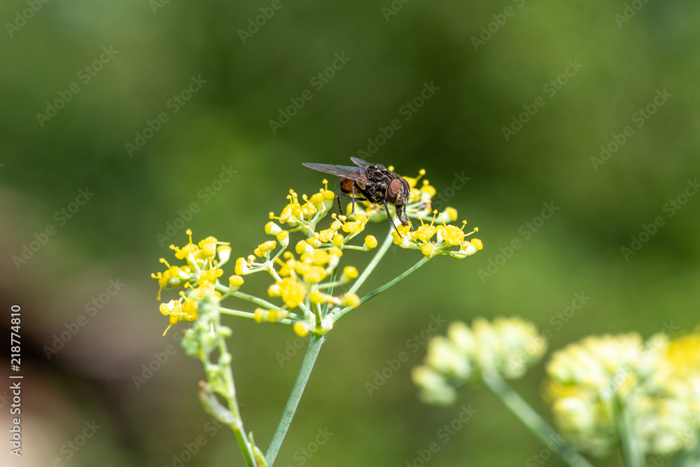 House fly on Fennel plant collecting nectar.Macro photo House fly on Fennel plant collecting nectar.Macro photo
