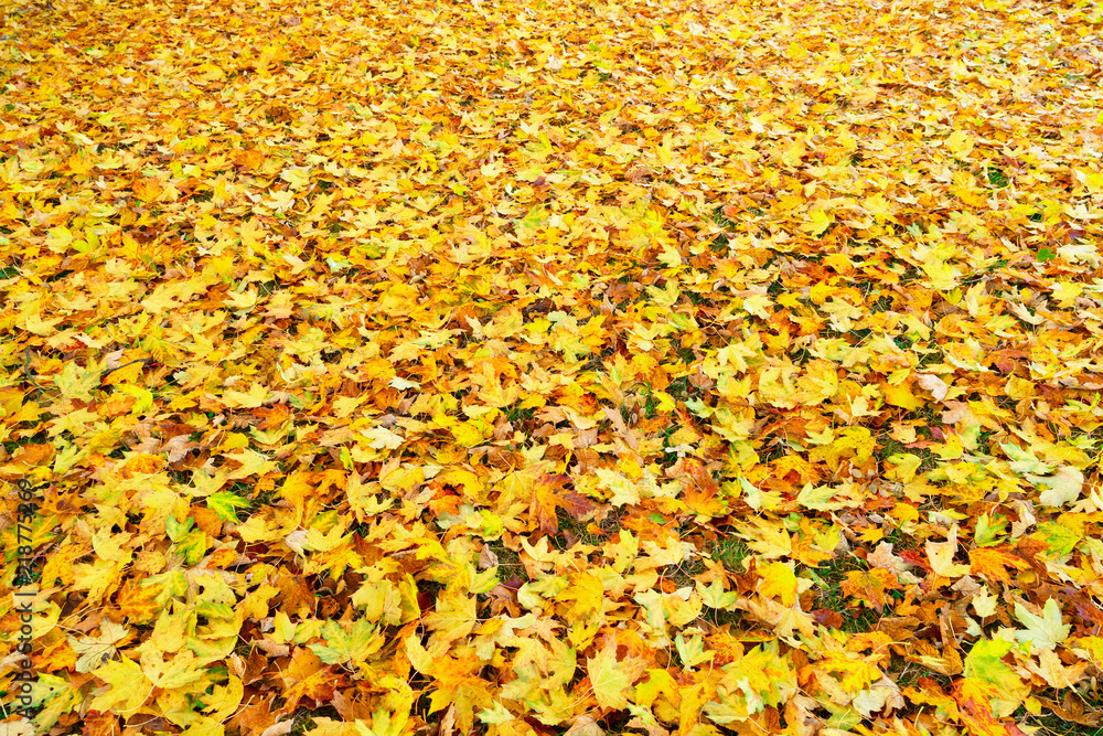 Obraz premium Maple tree fall yellow leaves change on the ground background