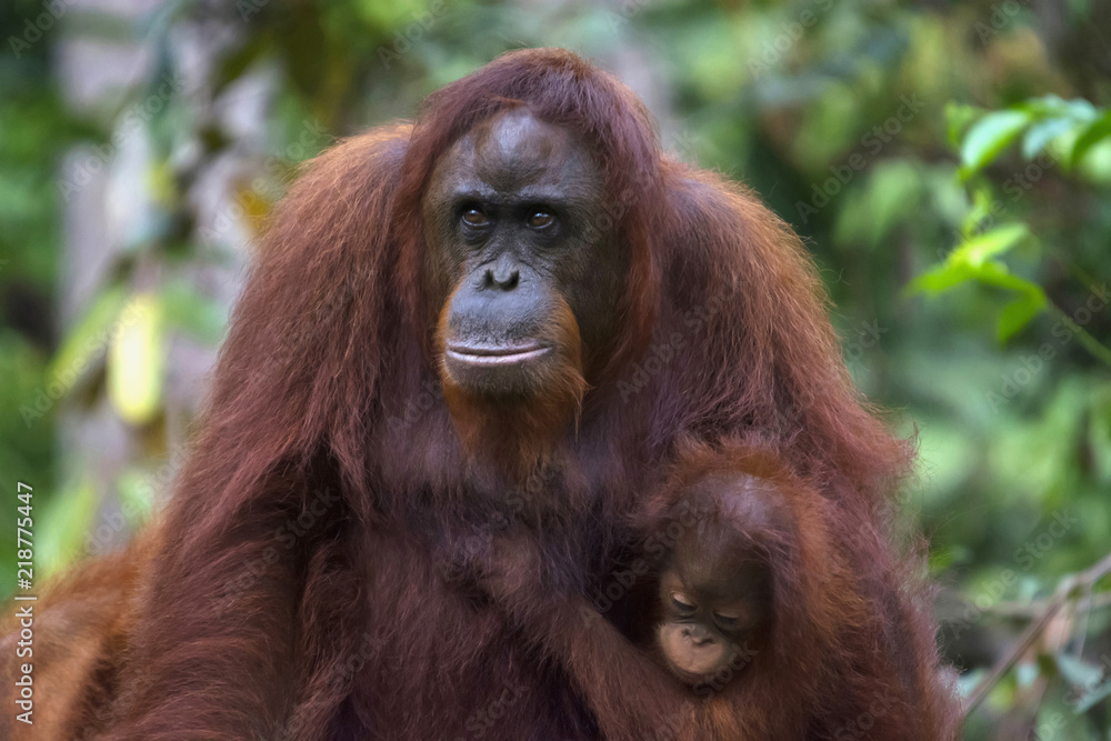 Orangutan with its baby, Indonesia wild life Orangutan with its baby, Indonesia wild life