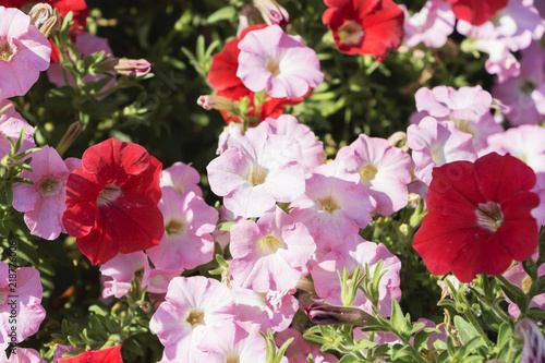 Petunias flowers in different colors for natural background.