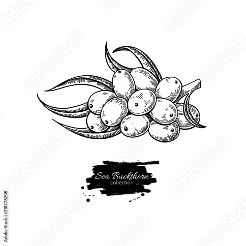Sea buckthorn vector drawing. Isolated berry branch sketch on wh