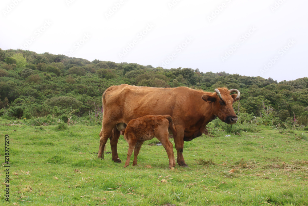 Une vache et son veau Une vache et son veau