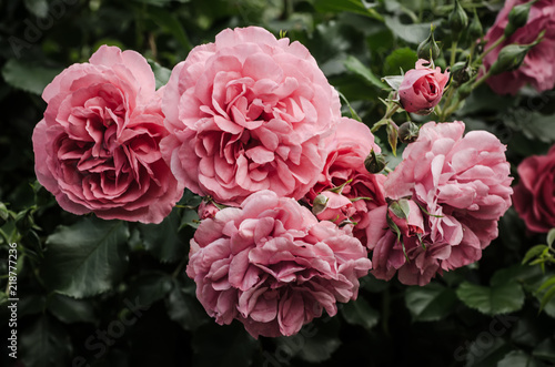 Garden with fresh pink roses  floral natural hipster vintage background