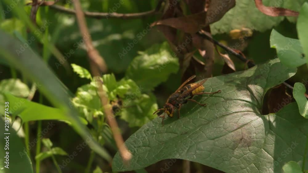 Hornet sitting and crawling on Green Leaf Close up Macro shot Slow Motion insect video.