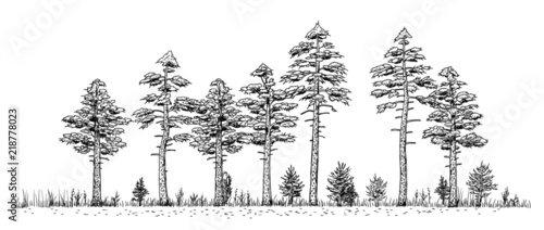 Woods drawing - vintage like illustration of pine forest. Trees silhouettes in line on white background.