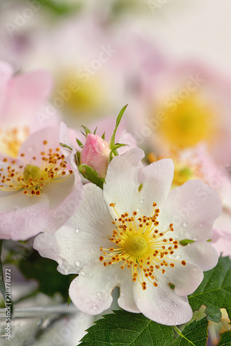 Pink wild rose (Rosa canina) photo