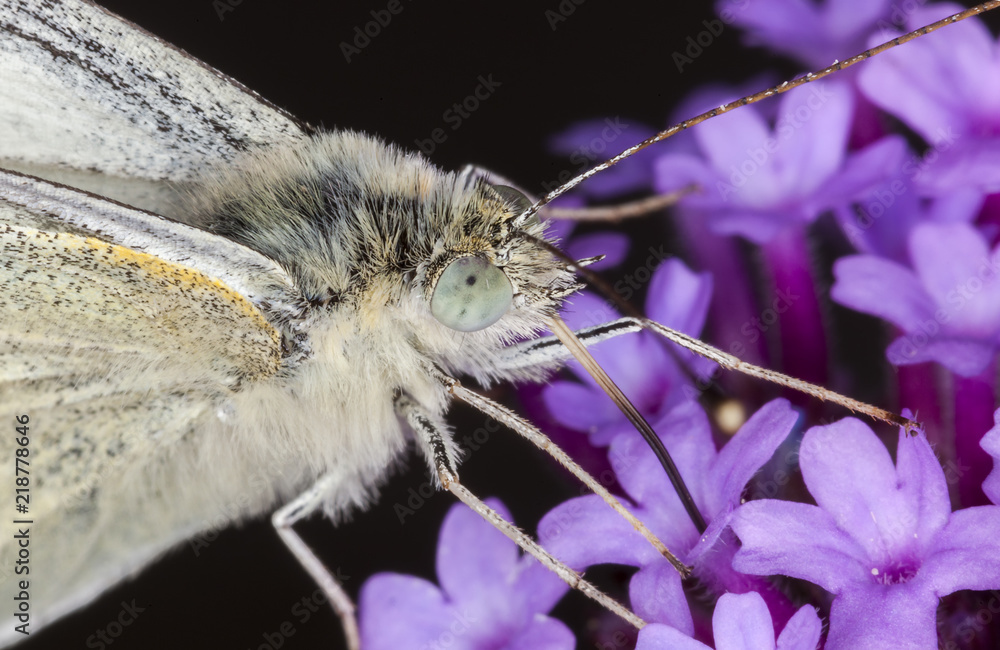 Obraz premium Cabbage White Butterly extreme macro close up of head and eye