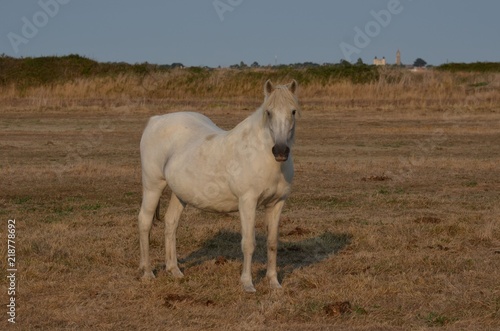 Horse in meadow with french castle. Noirmoutier  France
