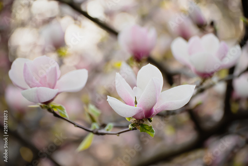 Blossoming of pink magnolia flowers in spring time, floral background © Roxana
