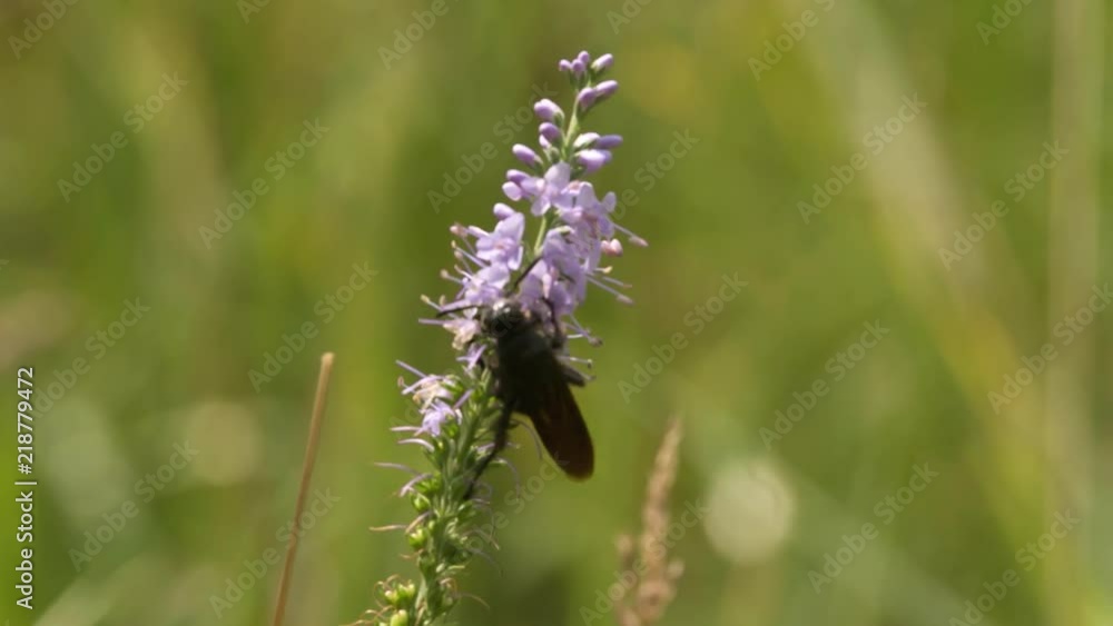 Bug Fly insect sitting on Flower Close up Macro shot Slow Motion insect video. Bug Fly insect sitting on Flower Close up Macro shot Slow Motion insect video.