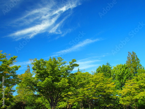 公園の樹木と青空