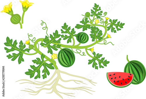 Watermelon plant with fruits, flowers, green leaves and root system isolated on white background