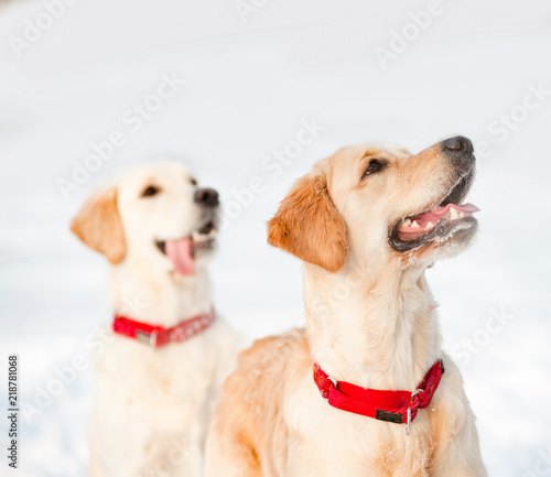 Two cute retriever pups