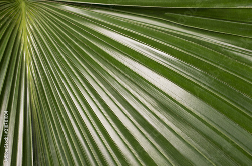 Green leaf close-up, texture, background © TATIANA