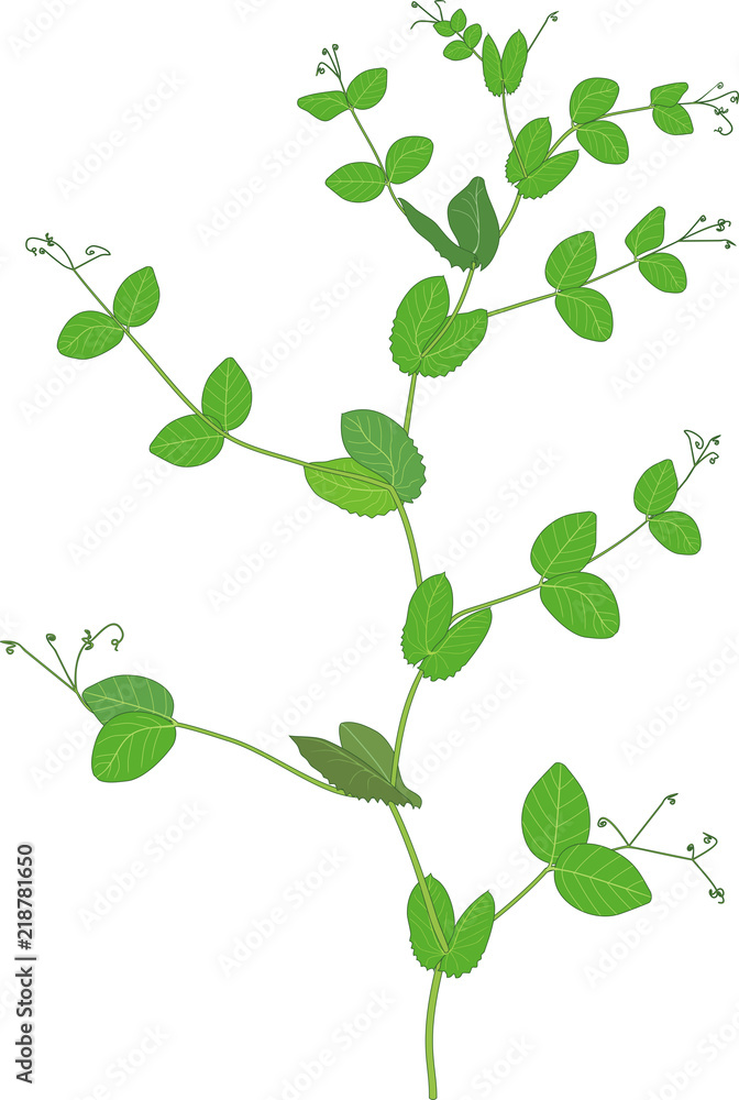 Pea plant with green leaves isolated on white background