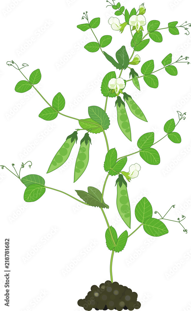 Obraz premium Pea plant with fruits, green leaves and flowers isolated on white background