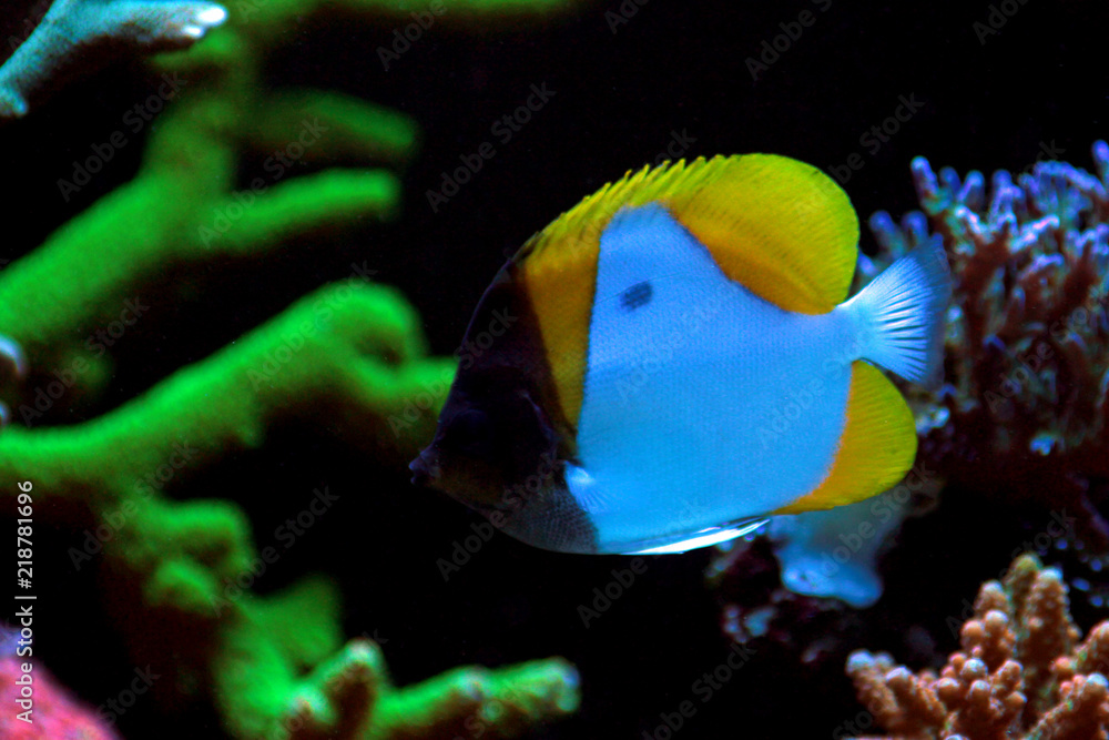 Obraz premium Yellow Pyramid Butterflyfish (Hemitaurichthys polylepis)