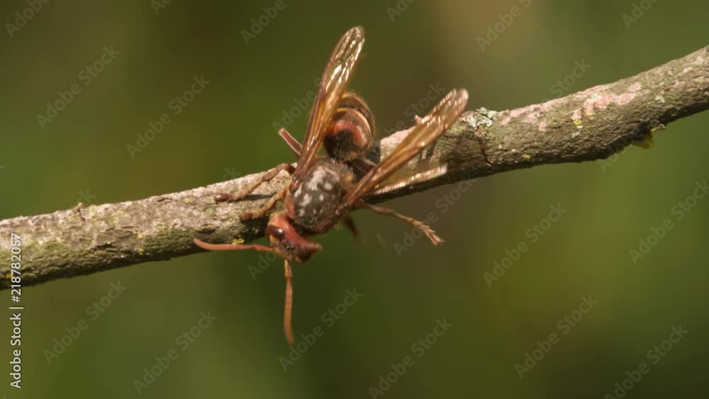Hornet sitting and crawling on branch stick Extremely Close up Macro shot Slow Motion insect video. Hornet sitting and crawling on branch stick Extremely Close up Macro shot Slow Motion insect video.