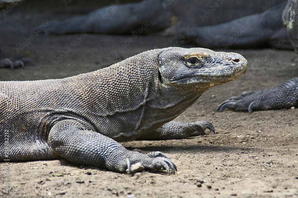 Close view of Komodo dragon or monitor, Indonesia