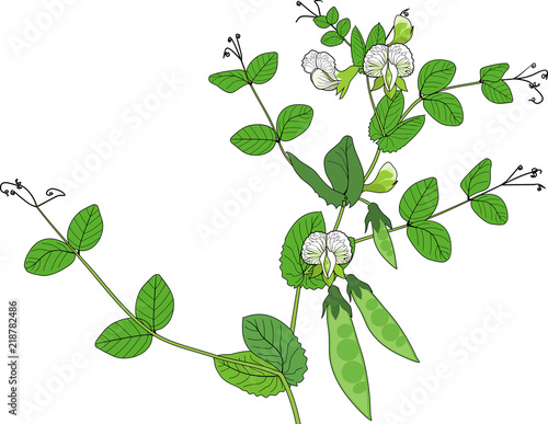 Pea plant with fruits, green leaves and flowers isolated on white background