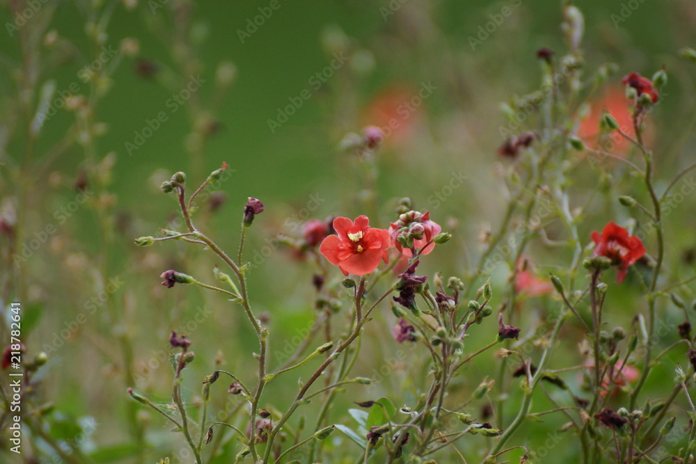 Petites fleurs rouges Petites fleurs rouges
