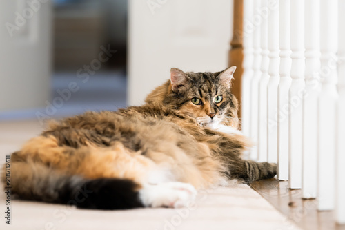 One calico maine coon cat lying on carpet floor, behind railing bars with big, adorable, cute eyes looking at camera