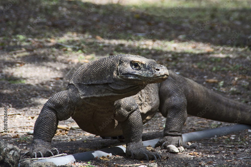 Komodo dragon or monitor, Indonesia wildlife, Indonesia Komodo dragon or monitor, Indonesia wildlife, Indonesia